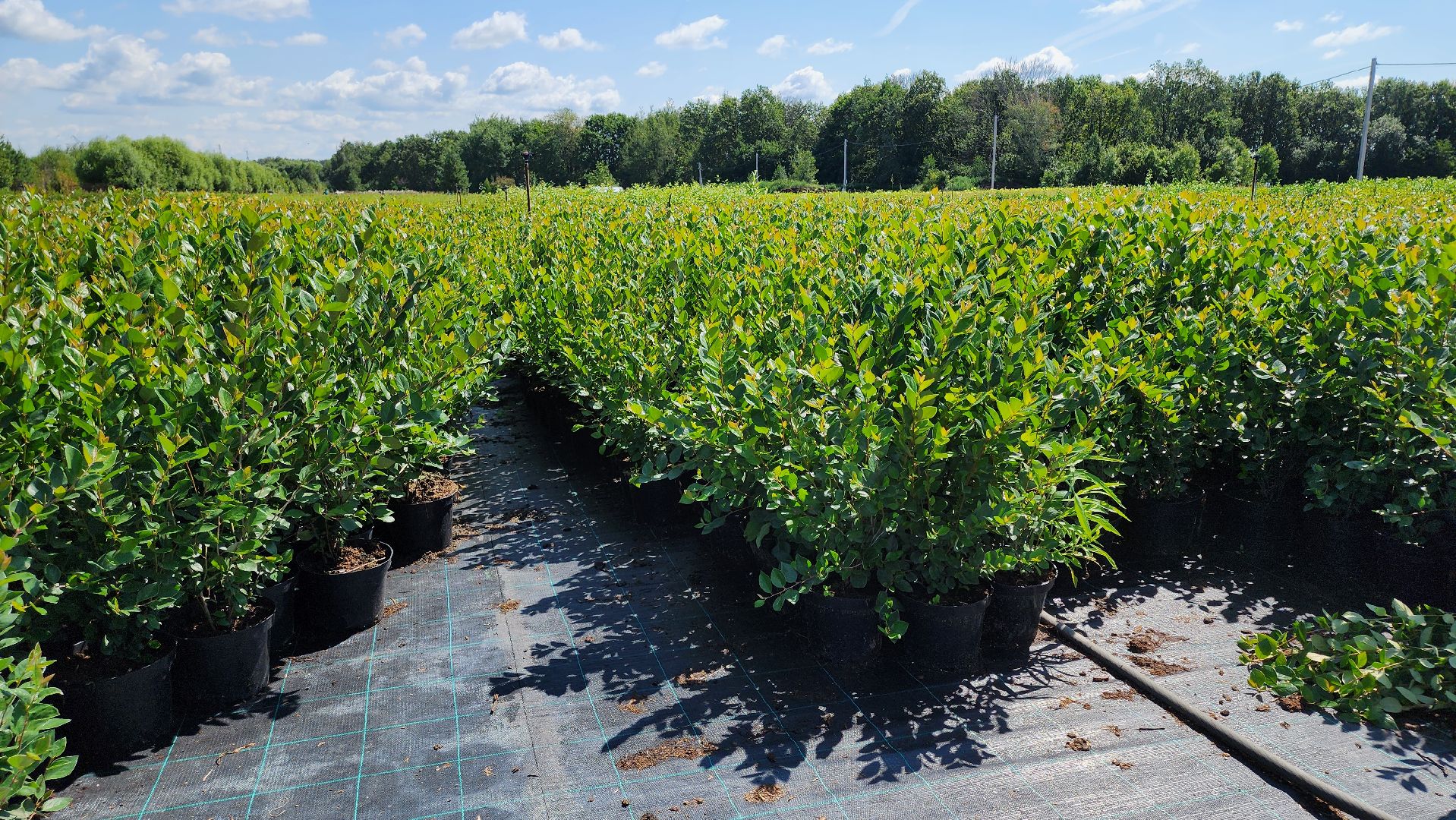 кашира, питомник Влада Ковальчука, многолетние растения, цветы, хвойные растения, озеленение города, лес победы, чубушник,