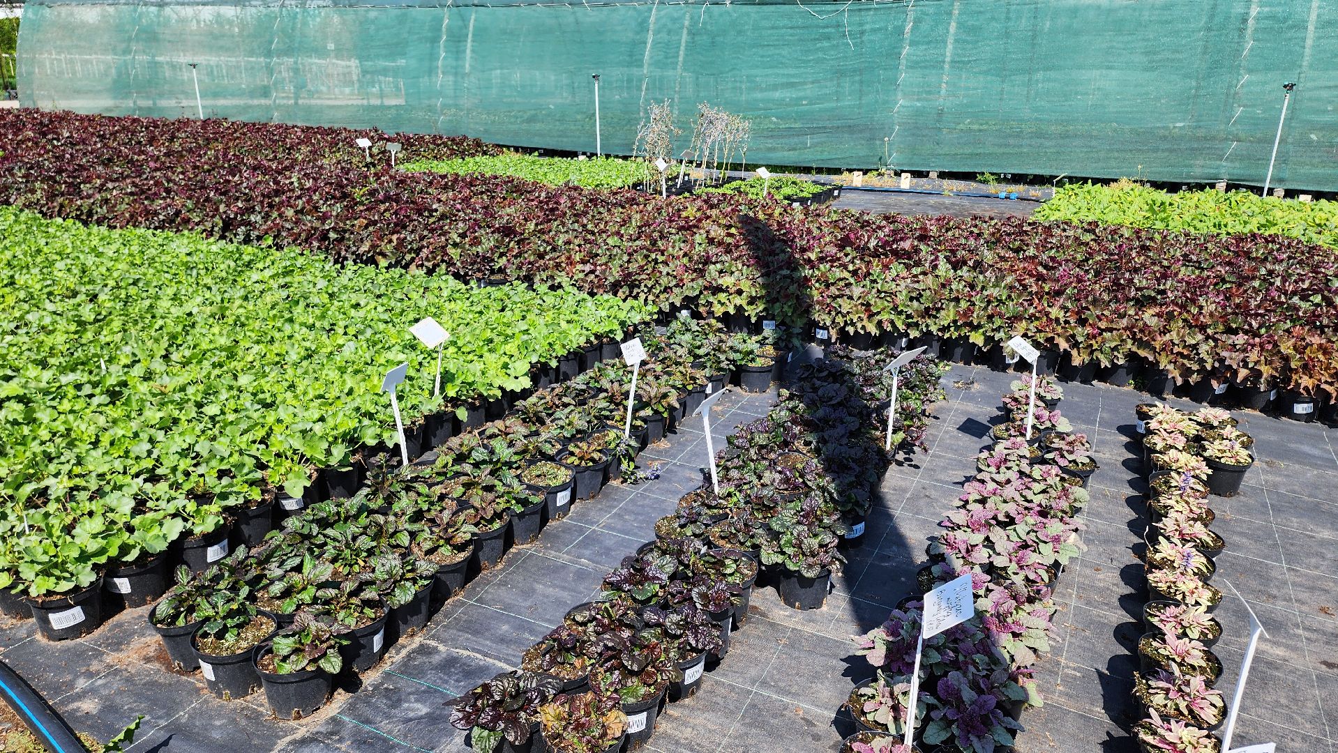 кашира, питомник Влада Ковальчука, многолетние растения, цветы, хвойные растения, озеленение города, лес победы, чубушник,