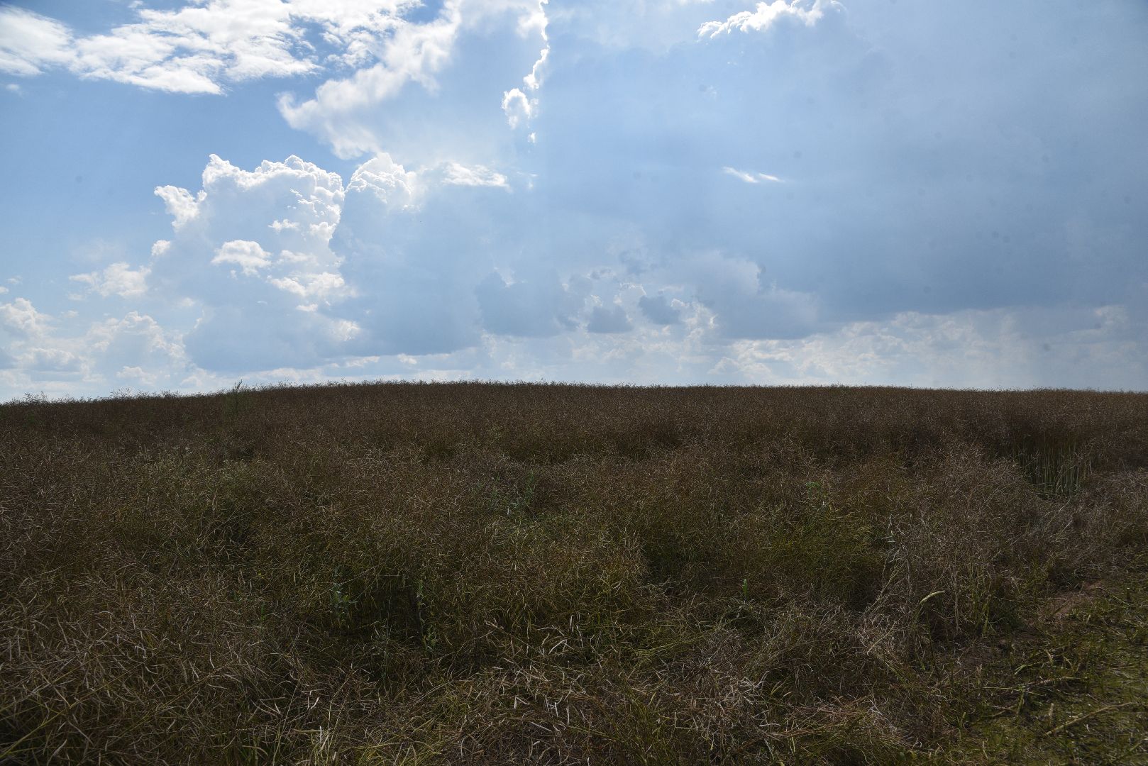 лотошино, сельское хозяйство, рапс,
