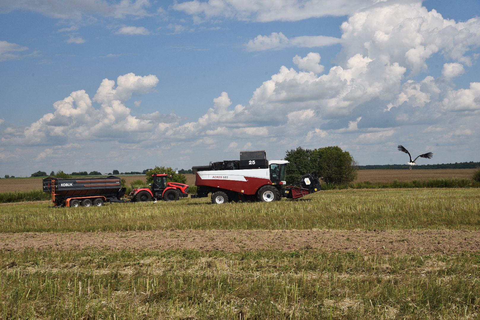 лотошино, сельское хозяйство, рапс,