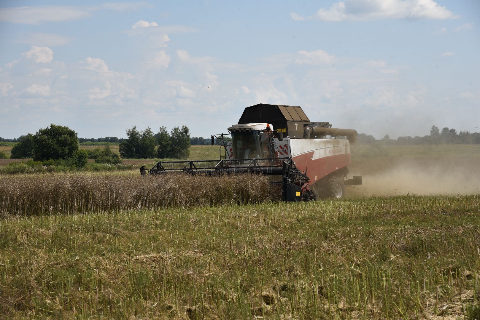 лотошино, сельское хозяйство, рапс,