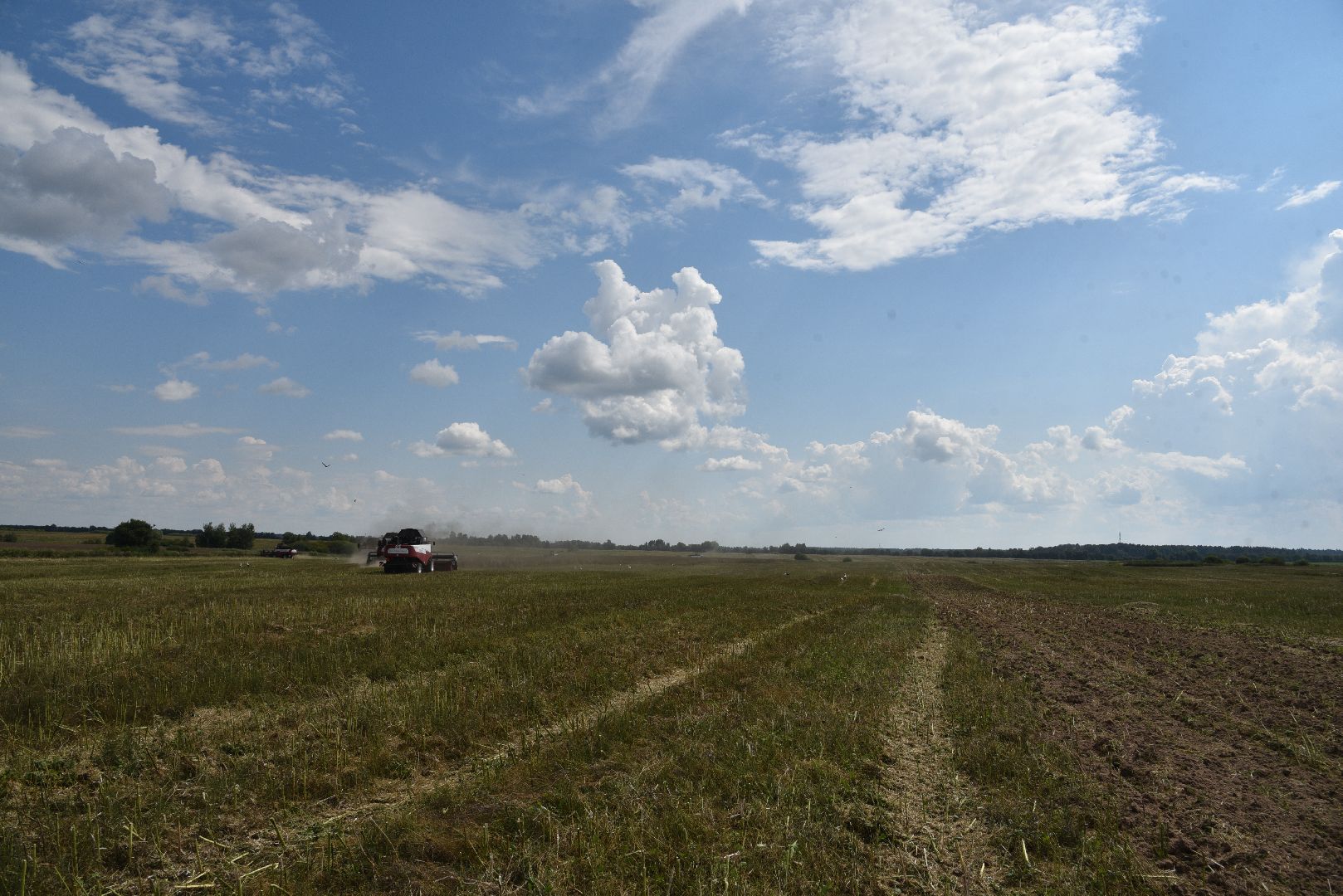лотошино, сельское хозяйство, рапс,