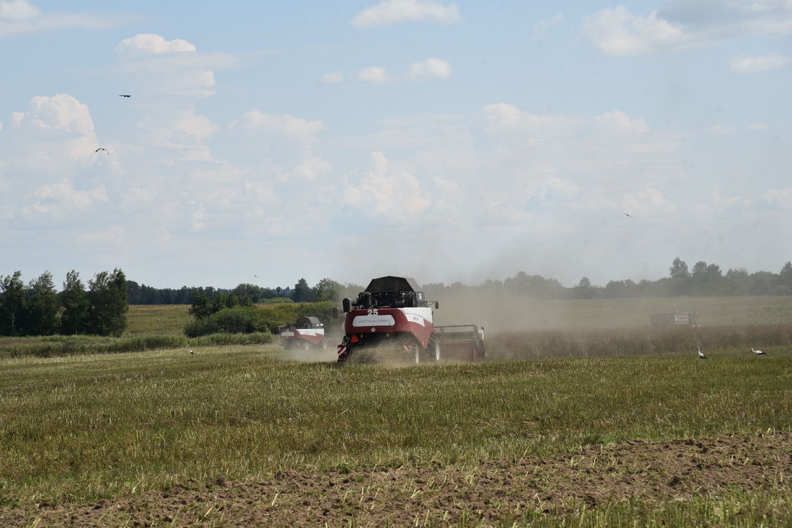 лотошино, сельское хозяйство, рапс,