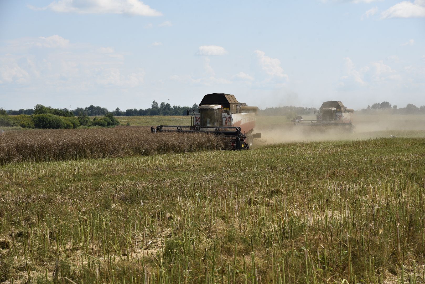 лотошино, сельское хозяйство, рапс,