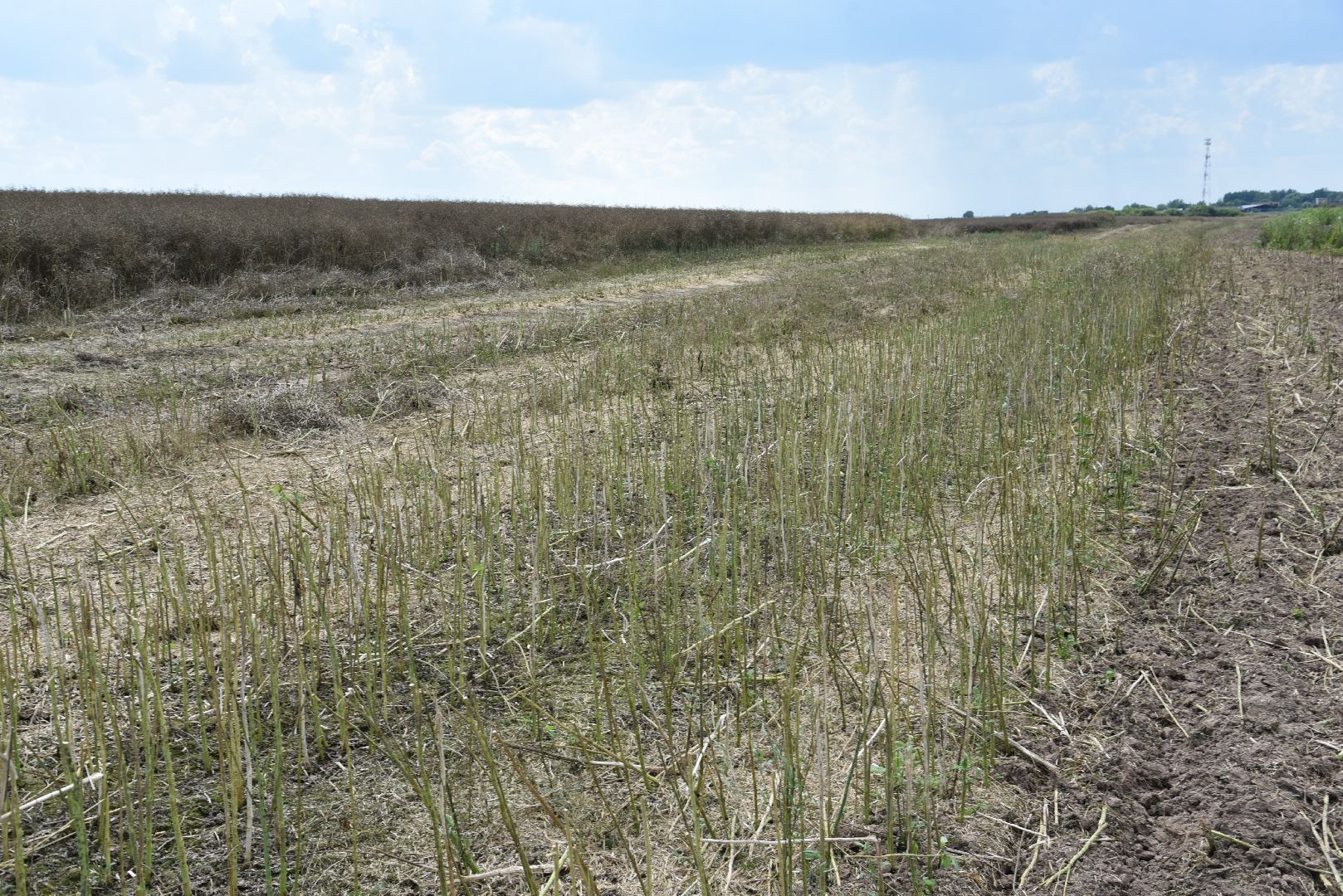 лотошино, сельское хозяйство, рапс,