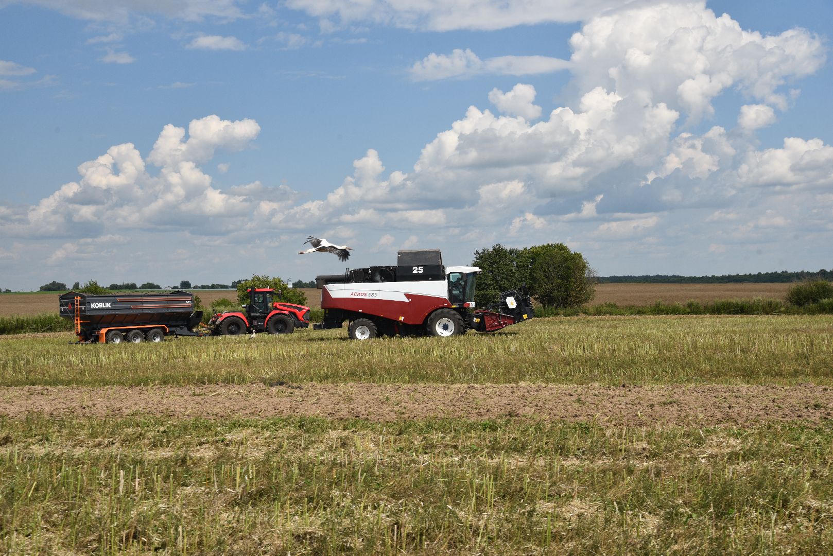 лотошино, сельское хозяйство, рапс,