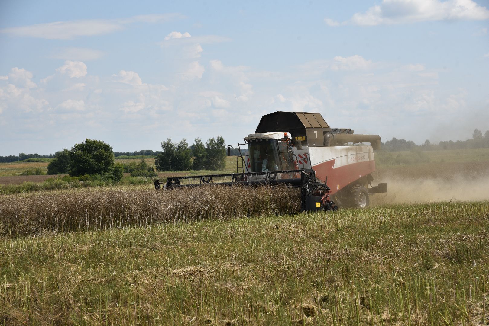 лотошино, сельское хозяйство, рапс,