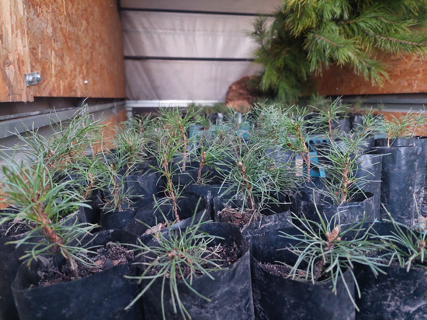 общество, акция, деревья, весна