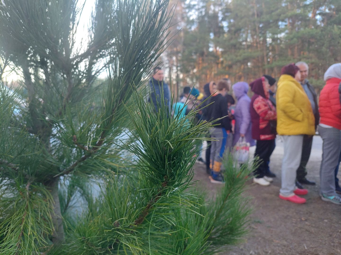 общество, акция, деревья, весна