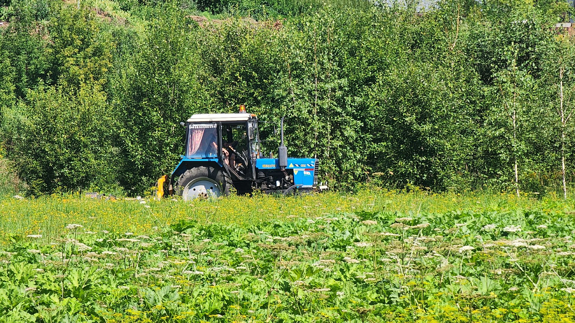 истра, подмосквье, благоустройство 2023, борщевик,