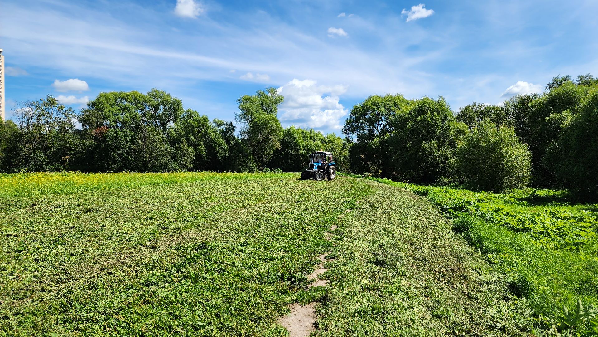 истра, подмосквье, благоустройство 2023, борщевик,