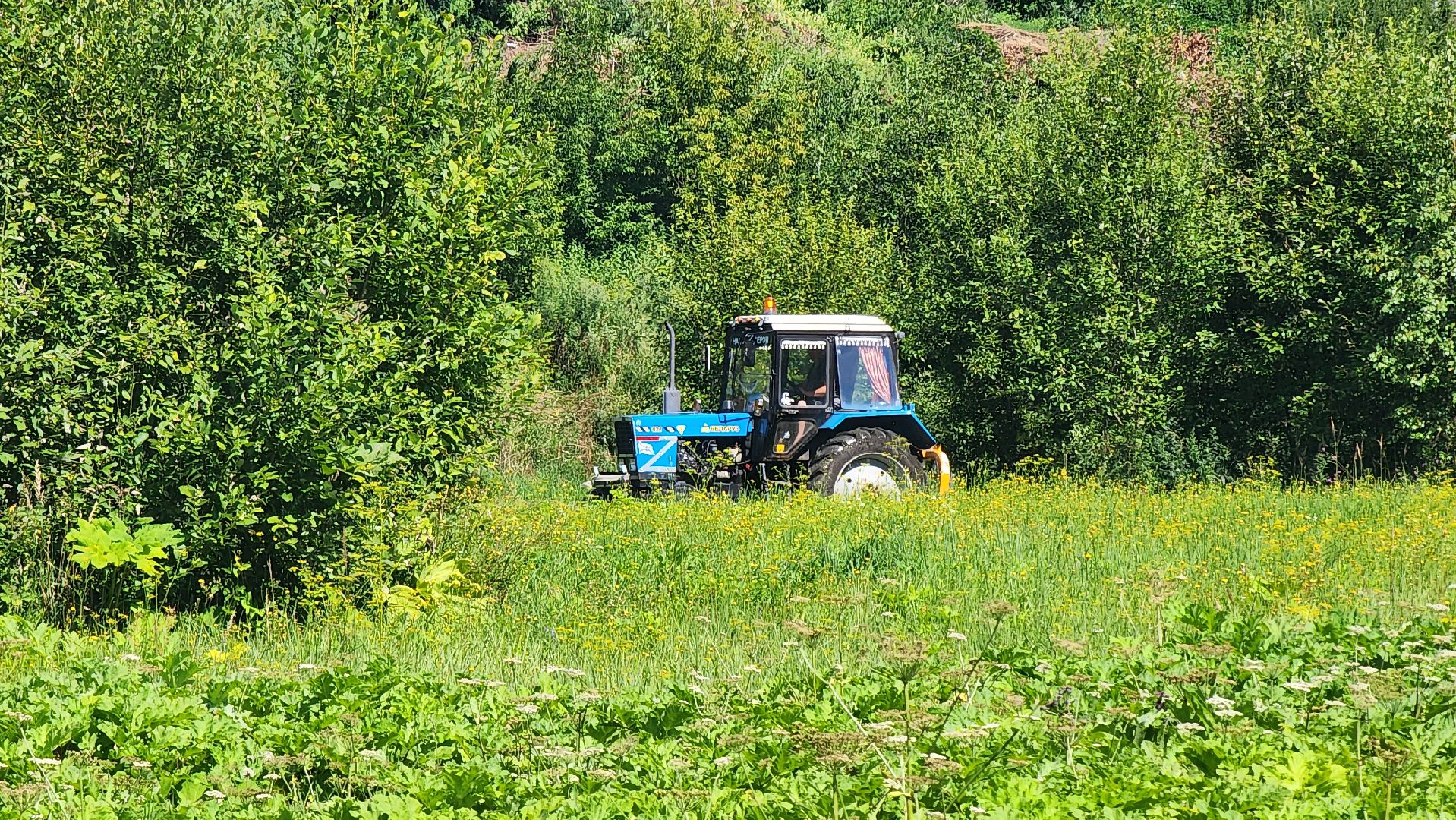 истра, подмосквье, благоустройство 2023, борщевик,