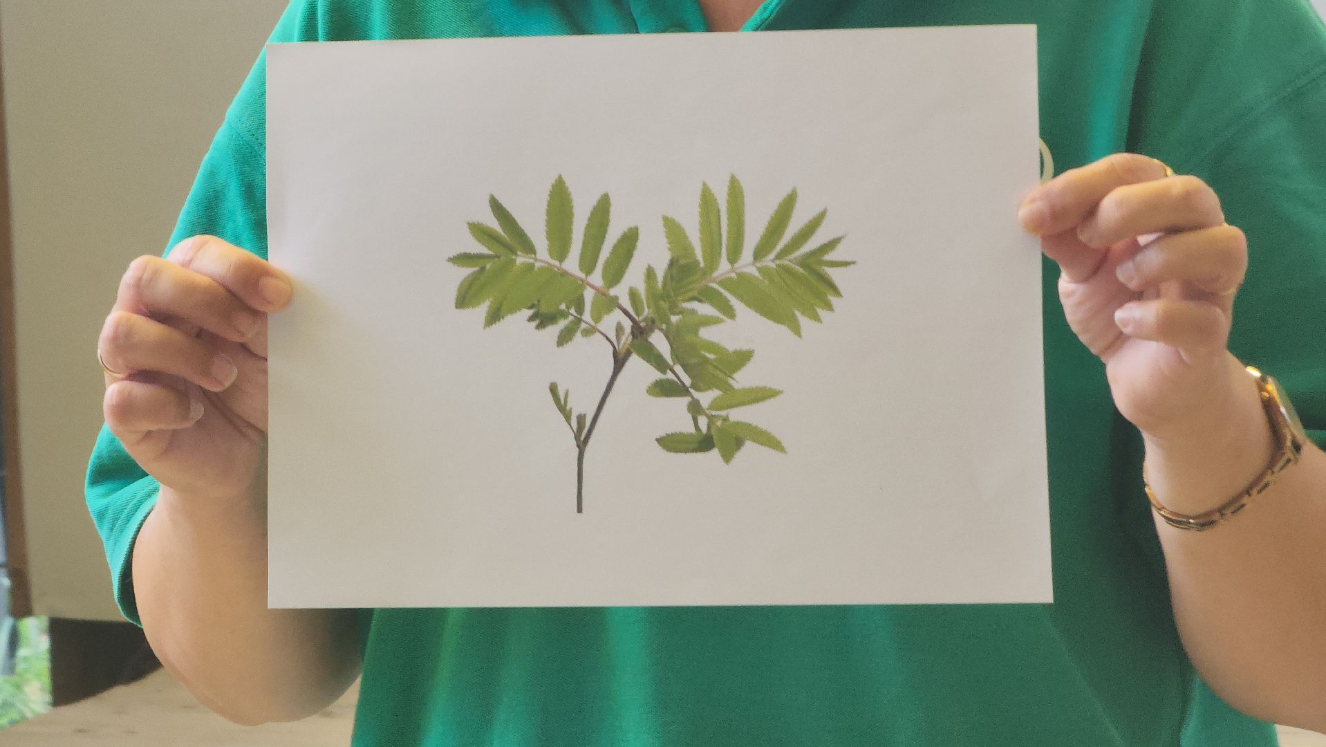 егорьевск, парк, пегас, активное долголетие, целебные травы, сборы, викторина, встреча,