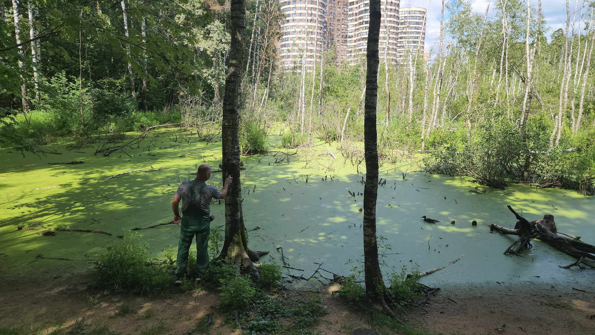 красногорск, экопарк, деревья,
