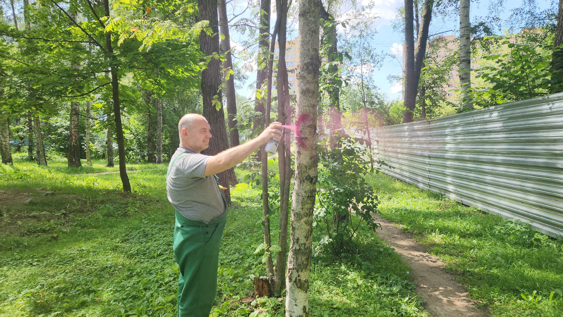 красногорск, экопарк, деревья,