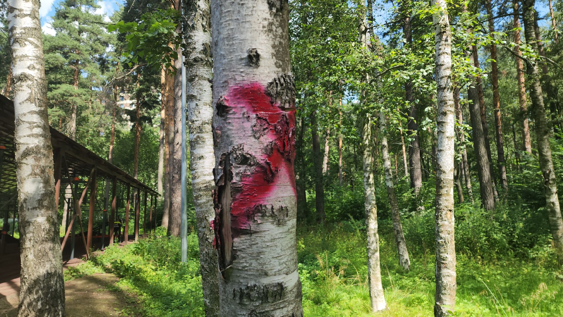 красногорск, экопарк, деревья,