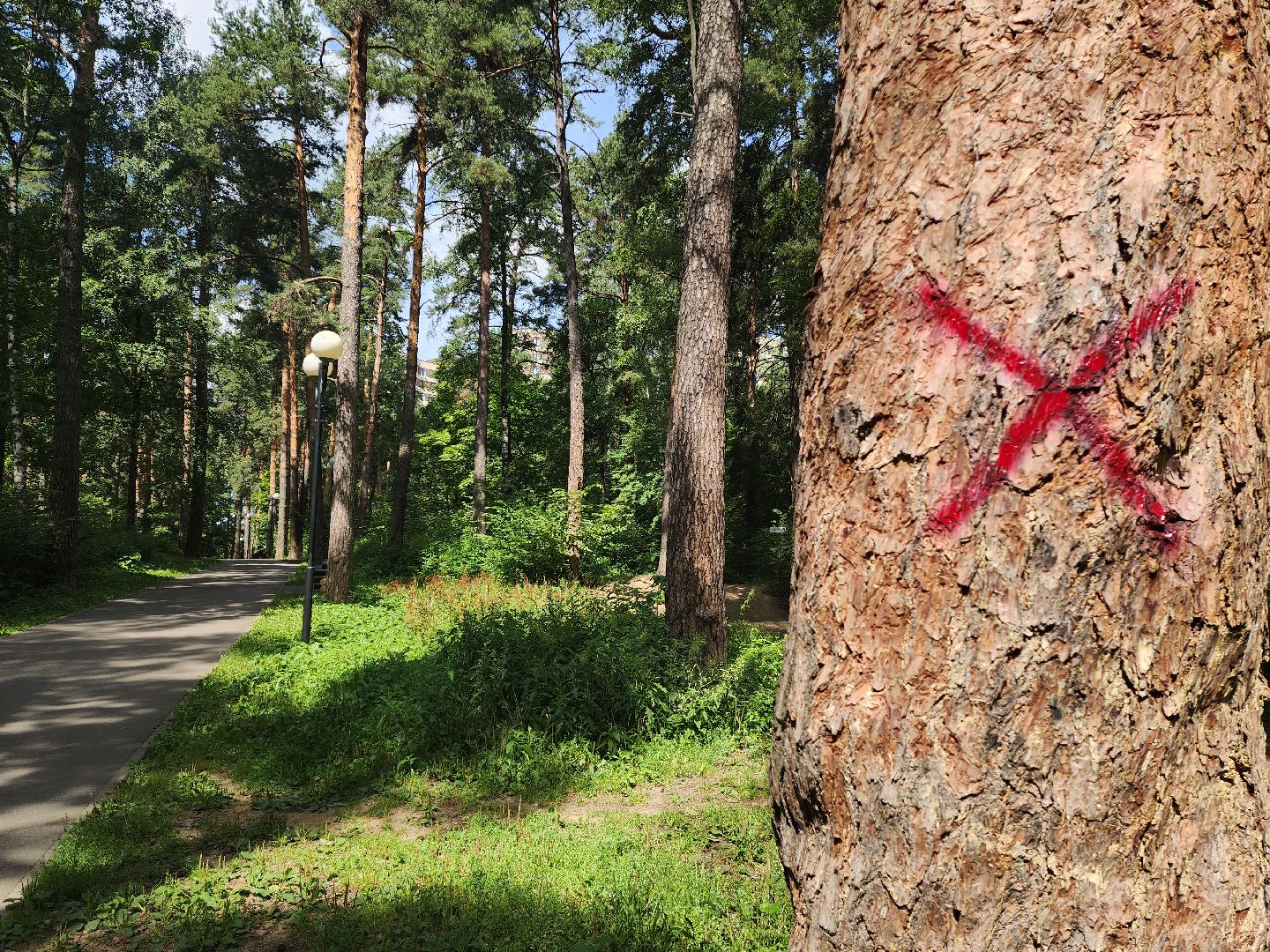 красногорск, экопарк, деревья,