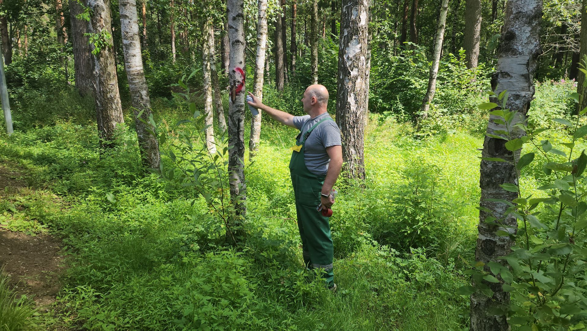 красногорск, экопарк, деревья,