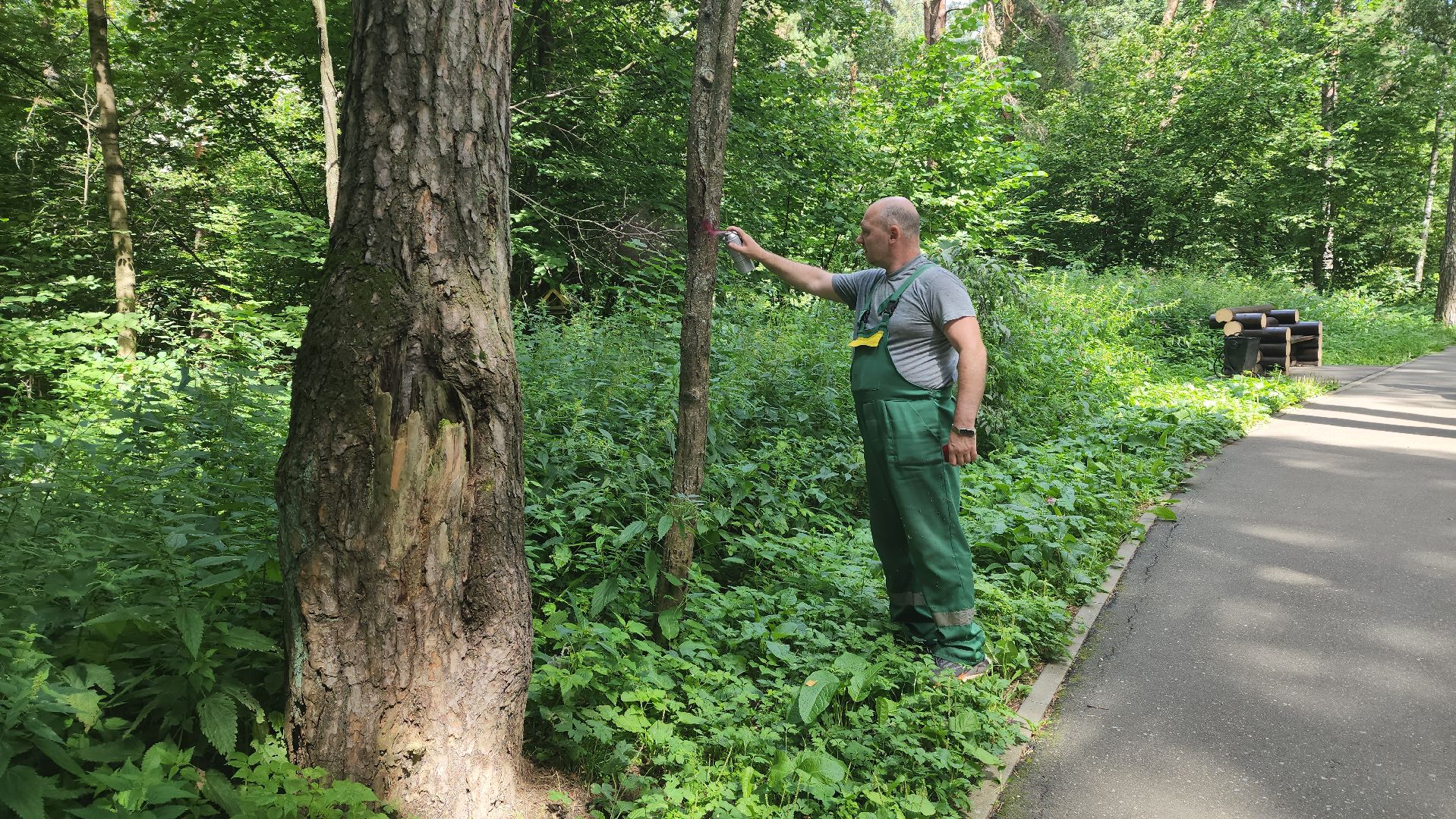 красногорск, экопарк, деревья,