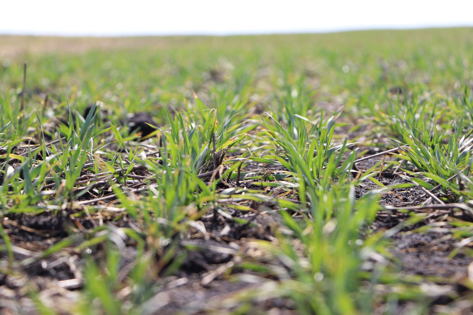 Серебряные Пруды, жидкие удобрения, сельское хозяйство
