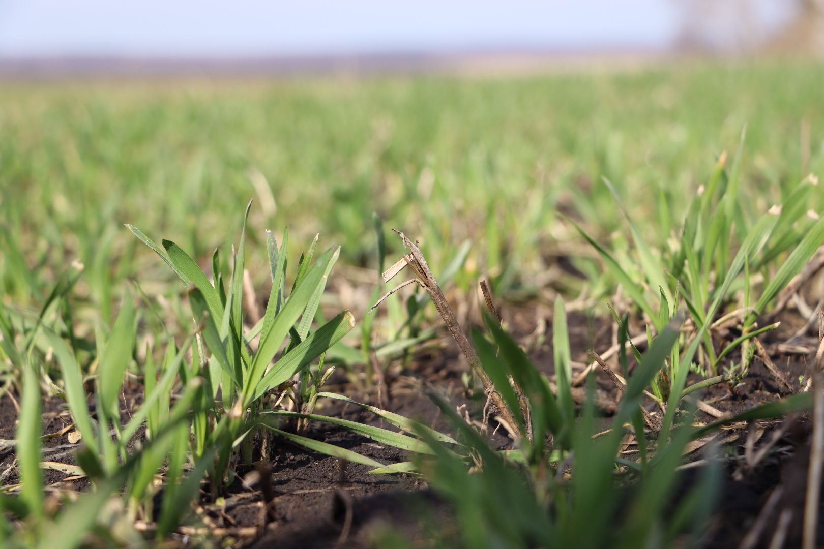 Серебряные Пруды, жидкие удобрения, сельское хозяйство