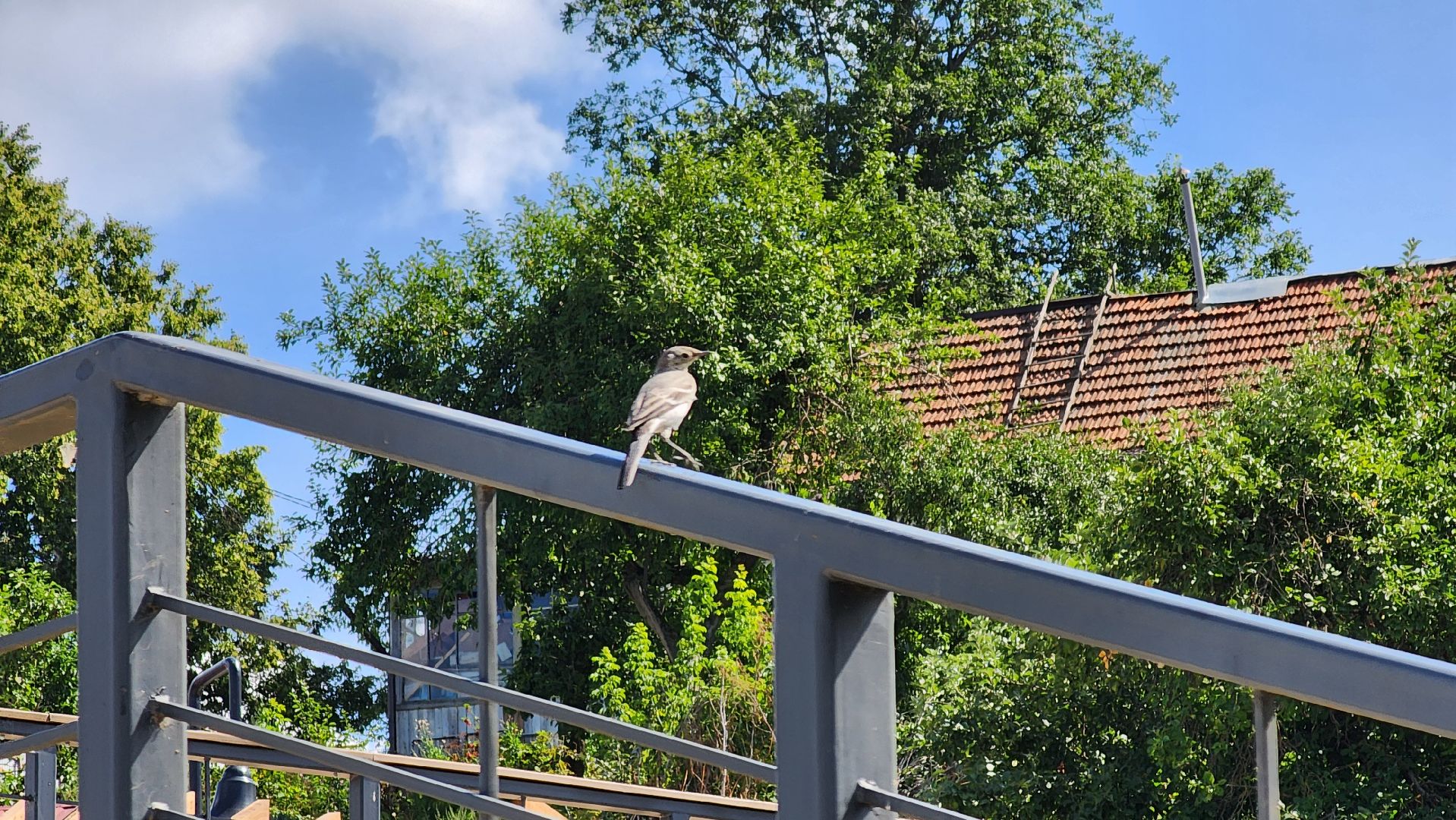 кашира, граффити, стрит-арт, художник, набережная оки, день города, цветы, благоустройство,