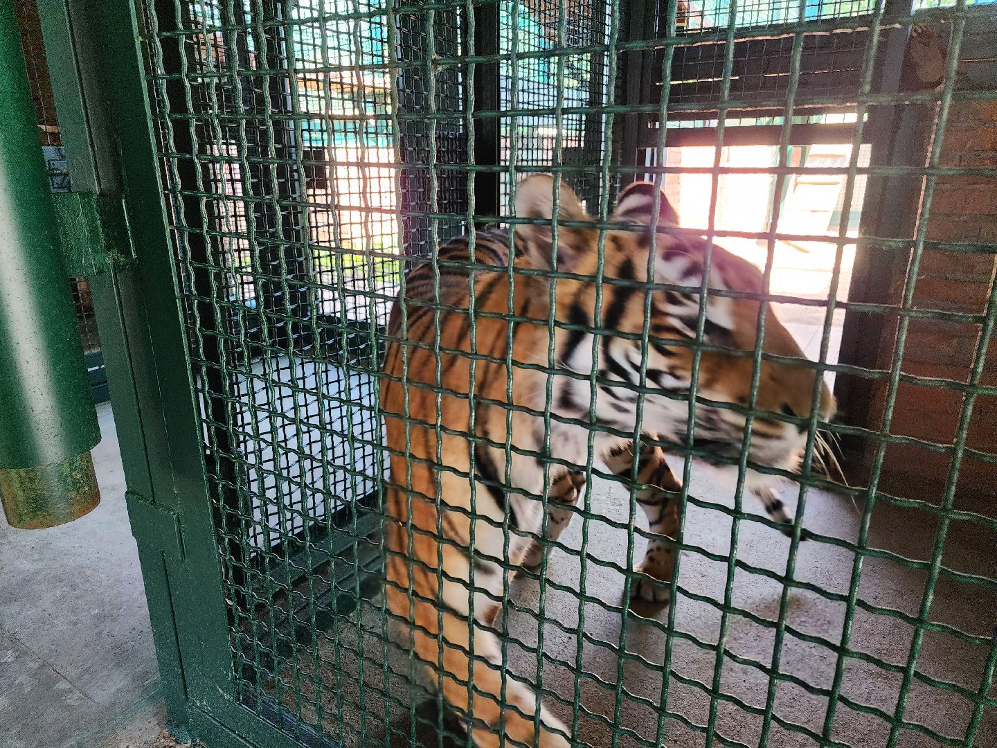 День тигра, волоколамск, Сохранение животных,