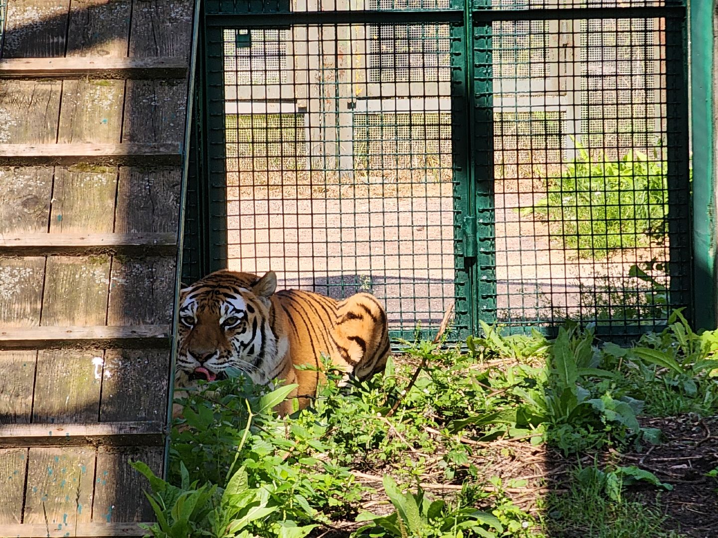 День тигра, волоколамск, Сохранение животных,