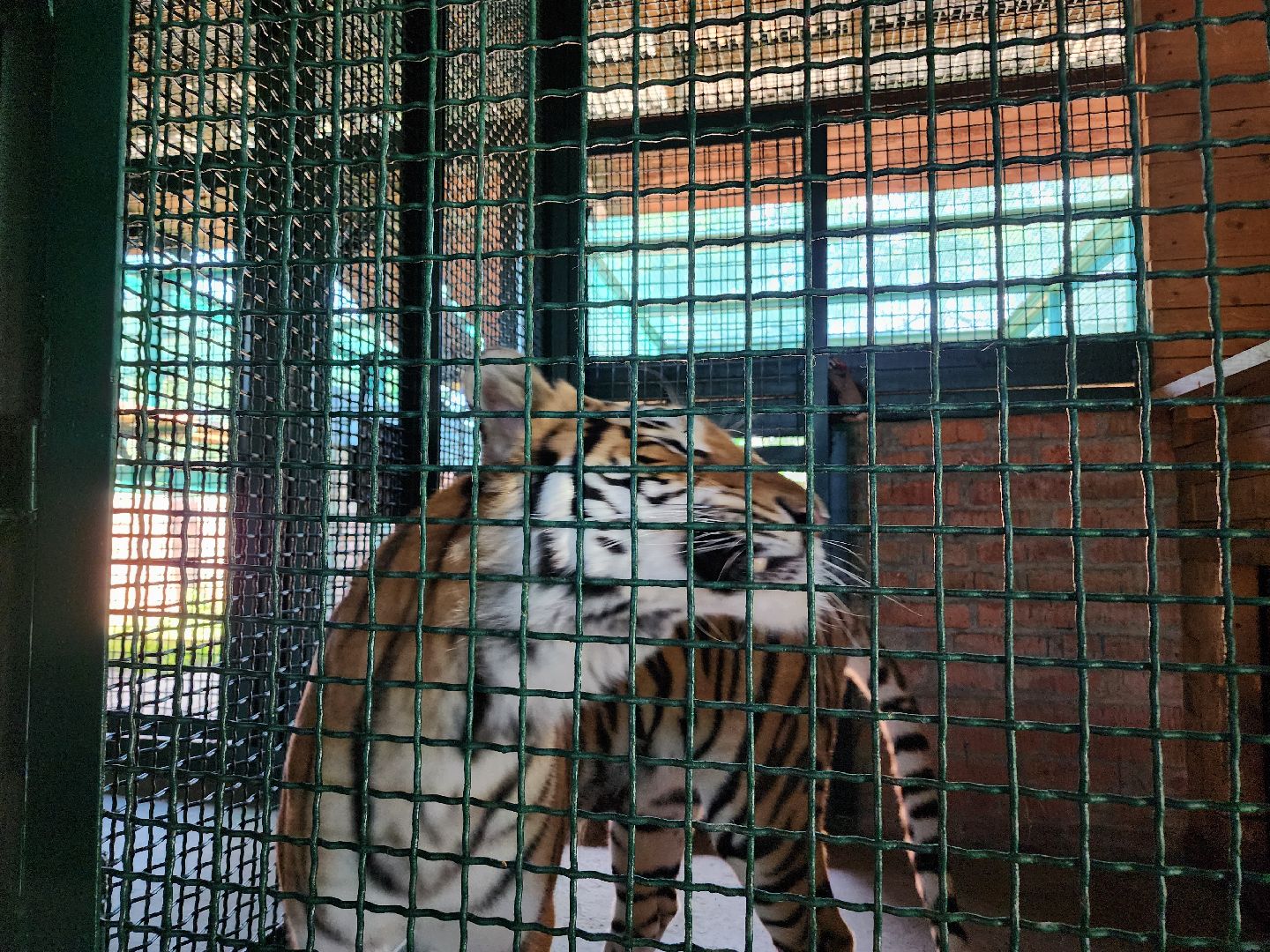 День тигра, волоколамск, Сохранение животных,