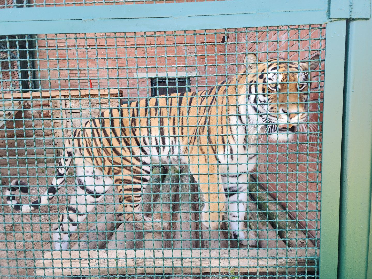 День тигра, волоколамск, Сохранение животных,