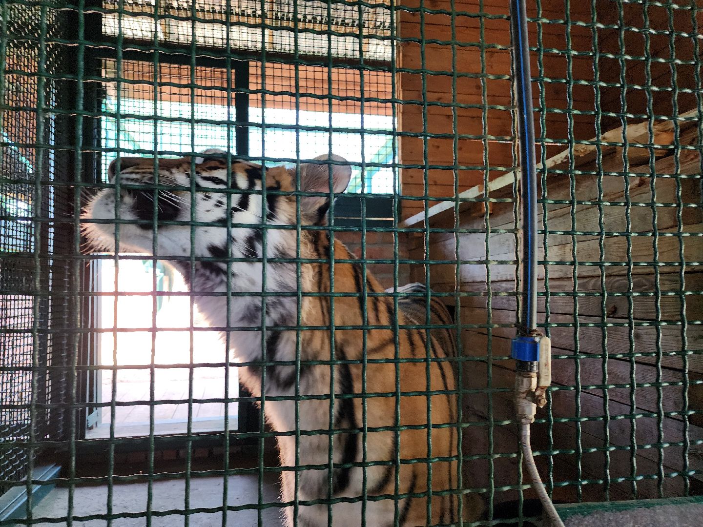 День тигра, волоколамск, Сохранение животных,