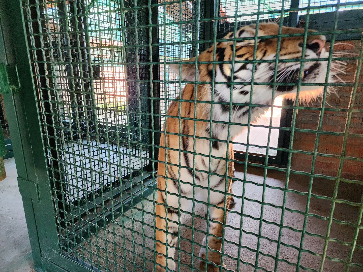 День тигра, волоколамск, Сохранение животных,