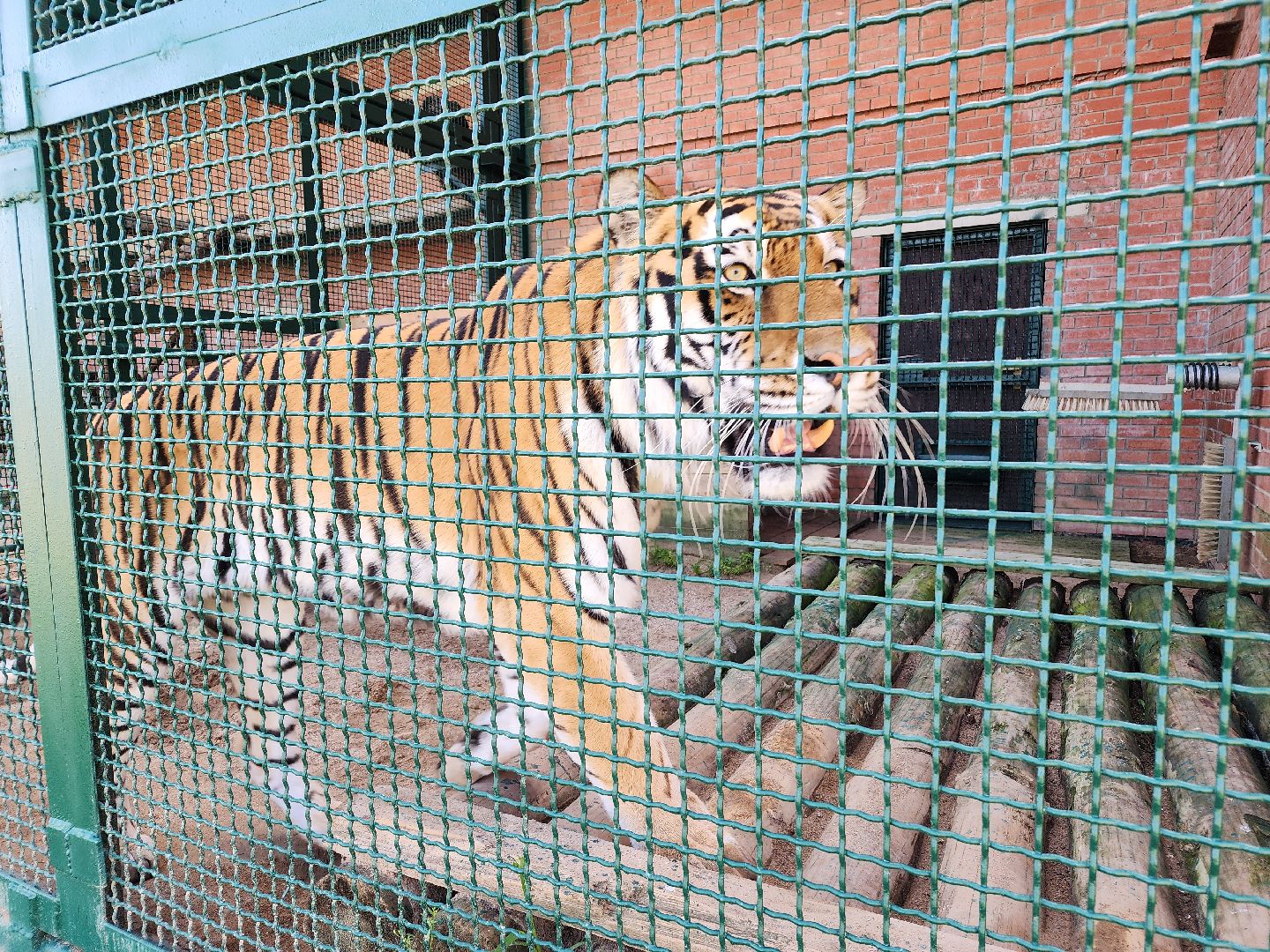 День тигра, волоколамск, Сохранение животных,
