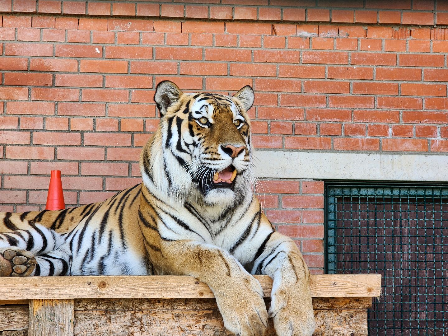 День тигра, волоколамск, Сохранение животных,