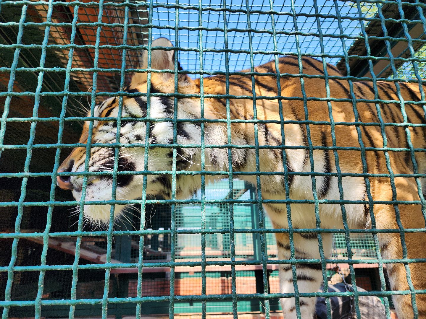 День тигра, волоколамск, Сохранение животных,