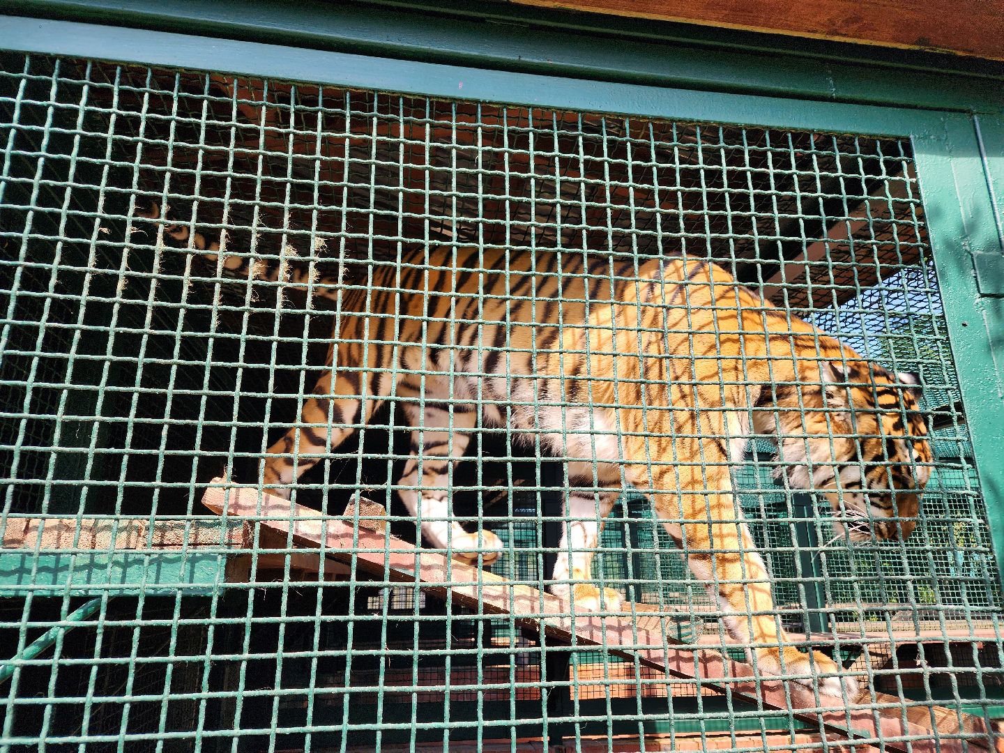 День тигра, волоколамск, Сохранение животных,