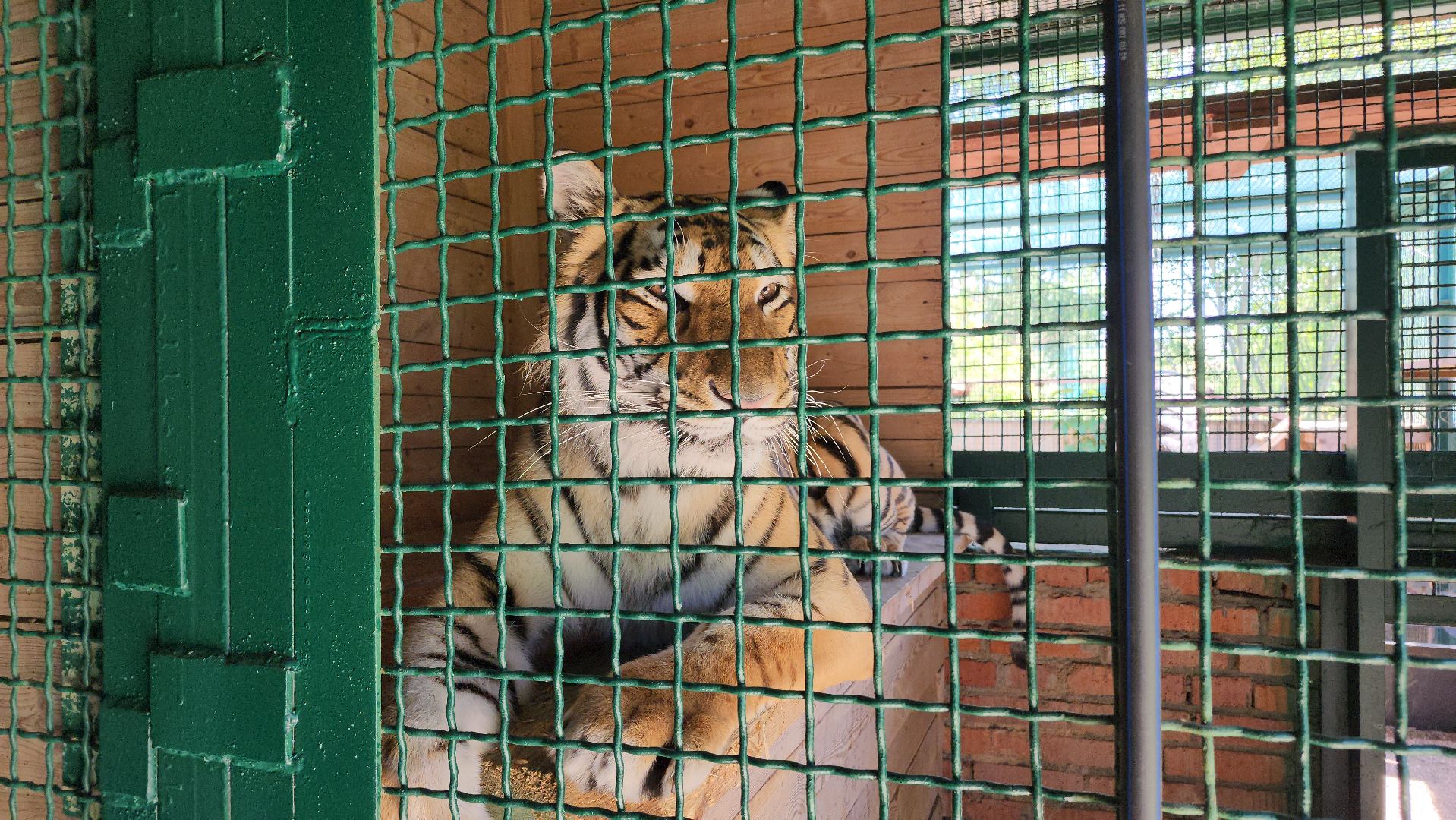 День тигра, волоколамск, Сохранение животных,