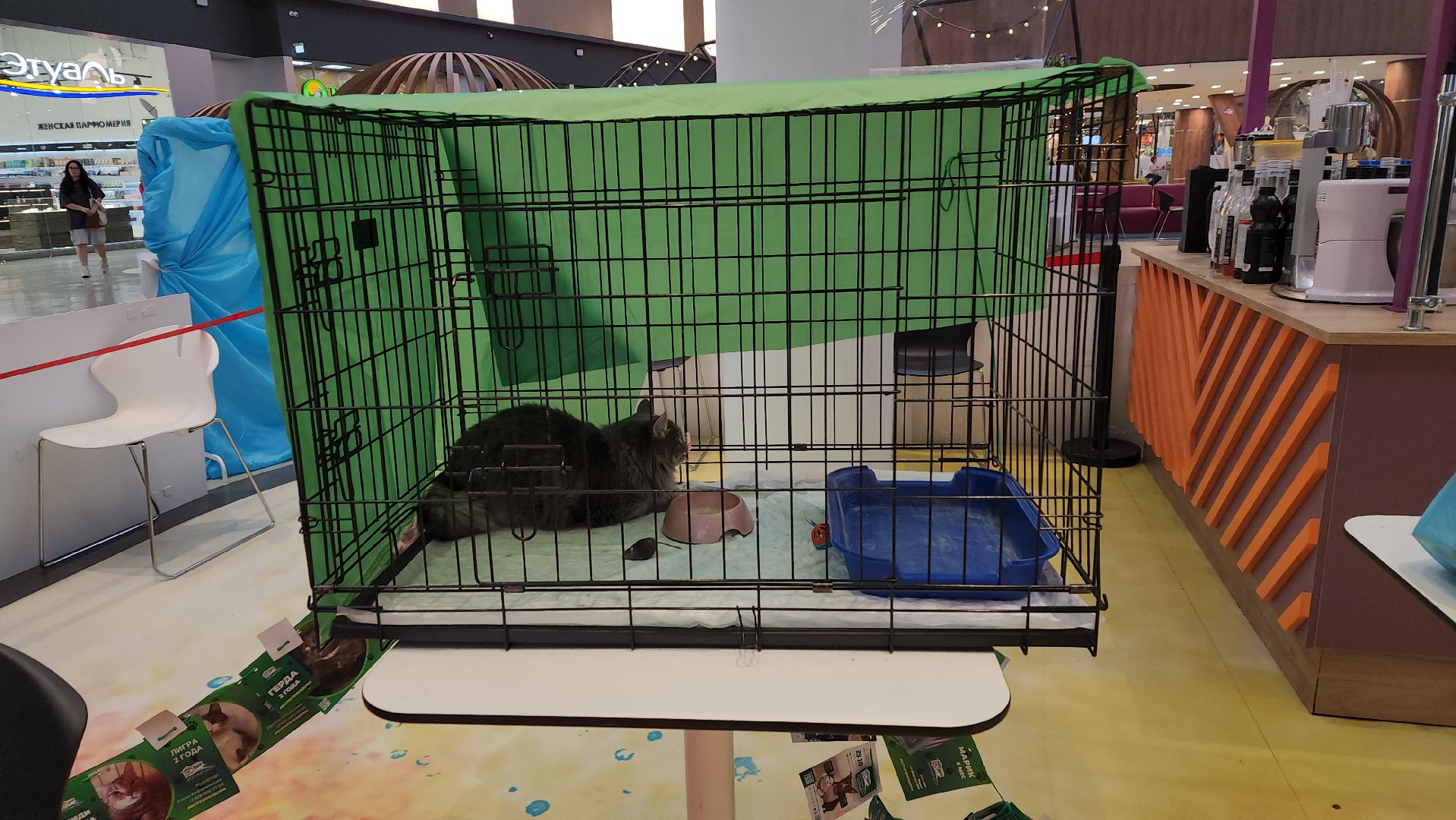 пушкино, благотворительная акция, пристройство, бездомные животные, волонтерство,