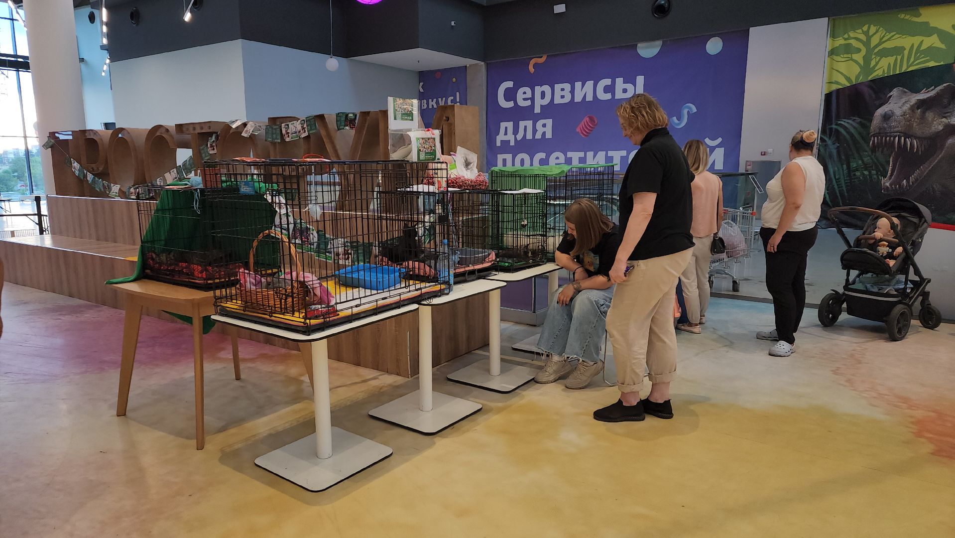 пушкино, благотворительная акция, пристройство, бездомные животные, волонтерство,