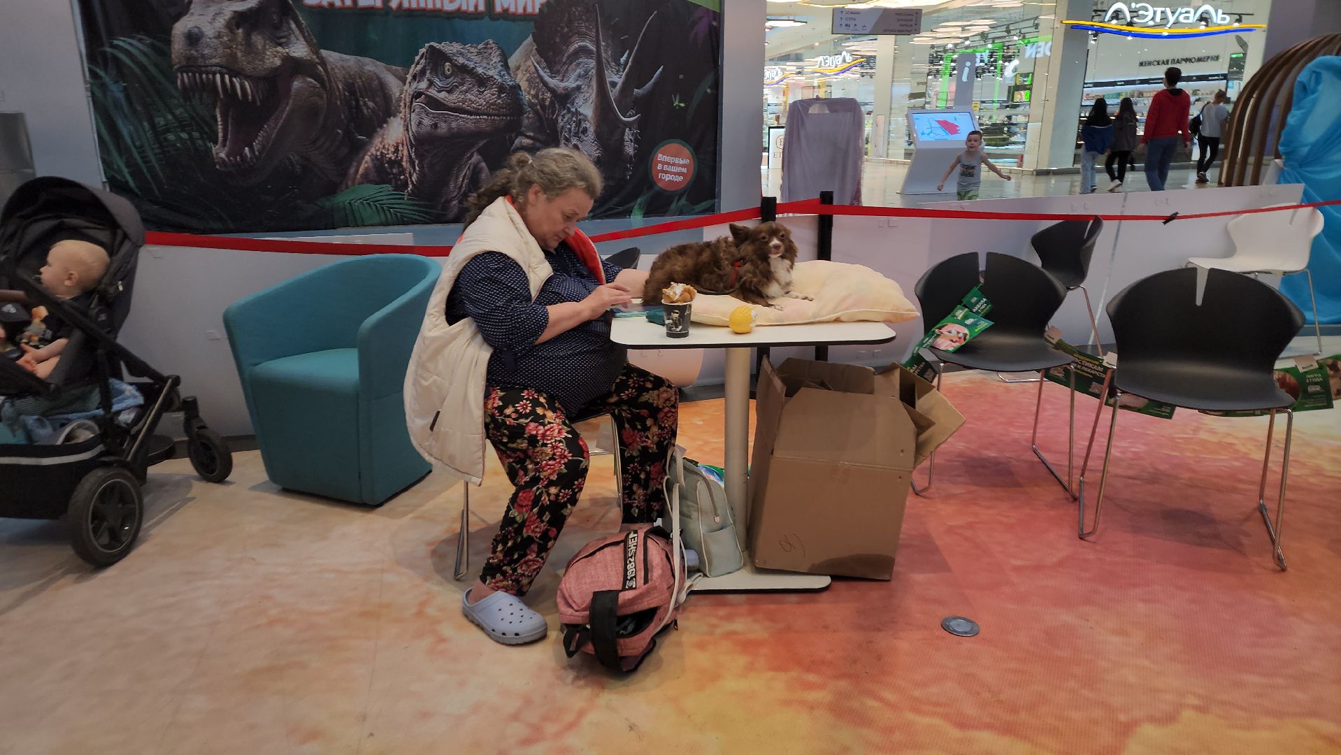 пушкино, благотворительная акция, пристройство, бездомные животные, волонтерство,