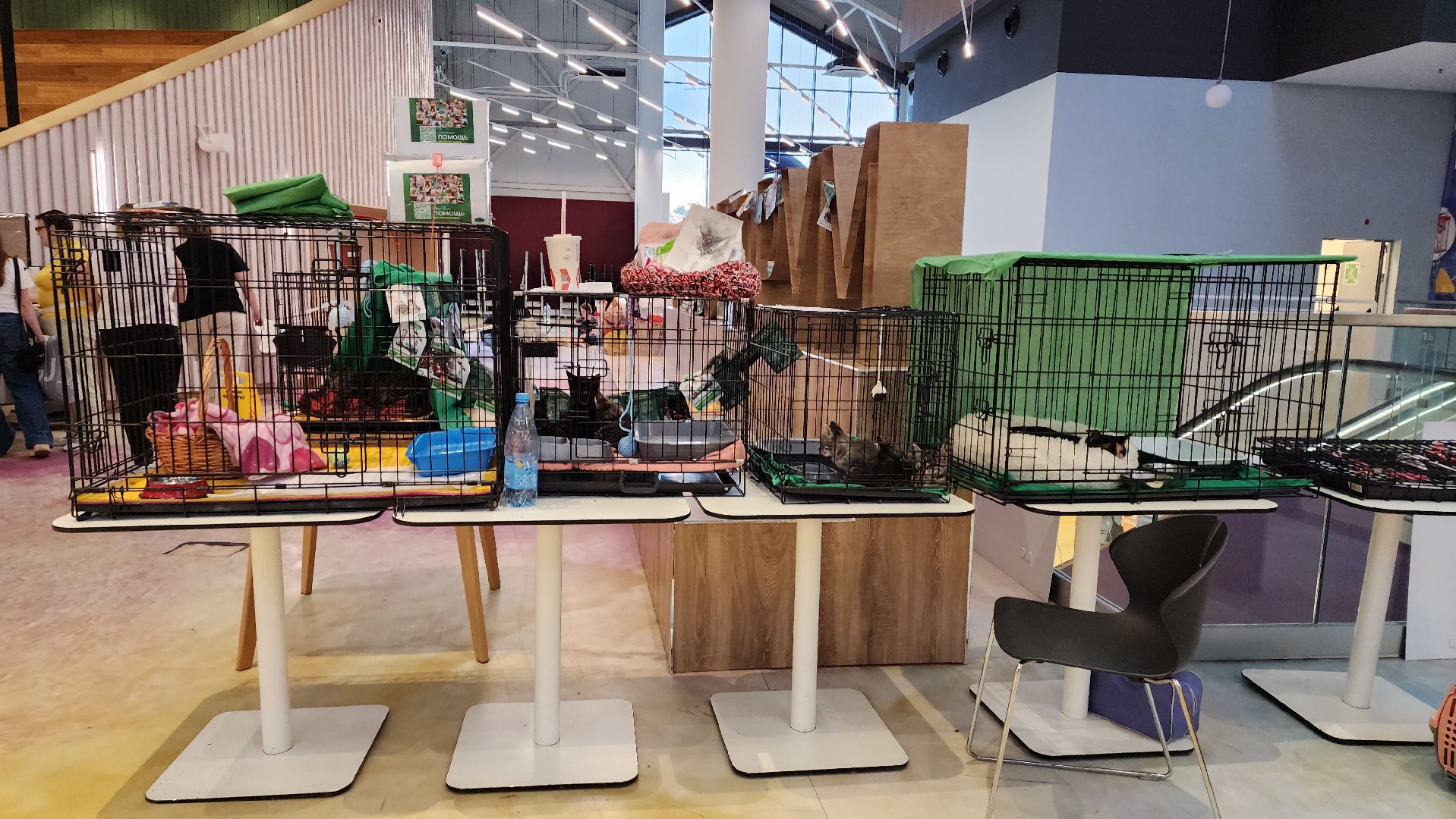 пушкино, благотворительная акция, пристройство, бездомные животные, волонтерство,