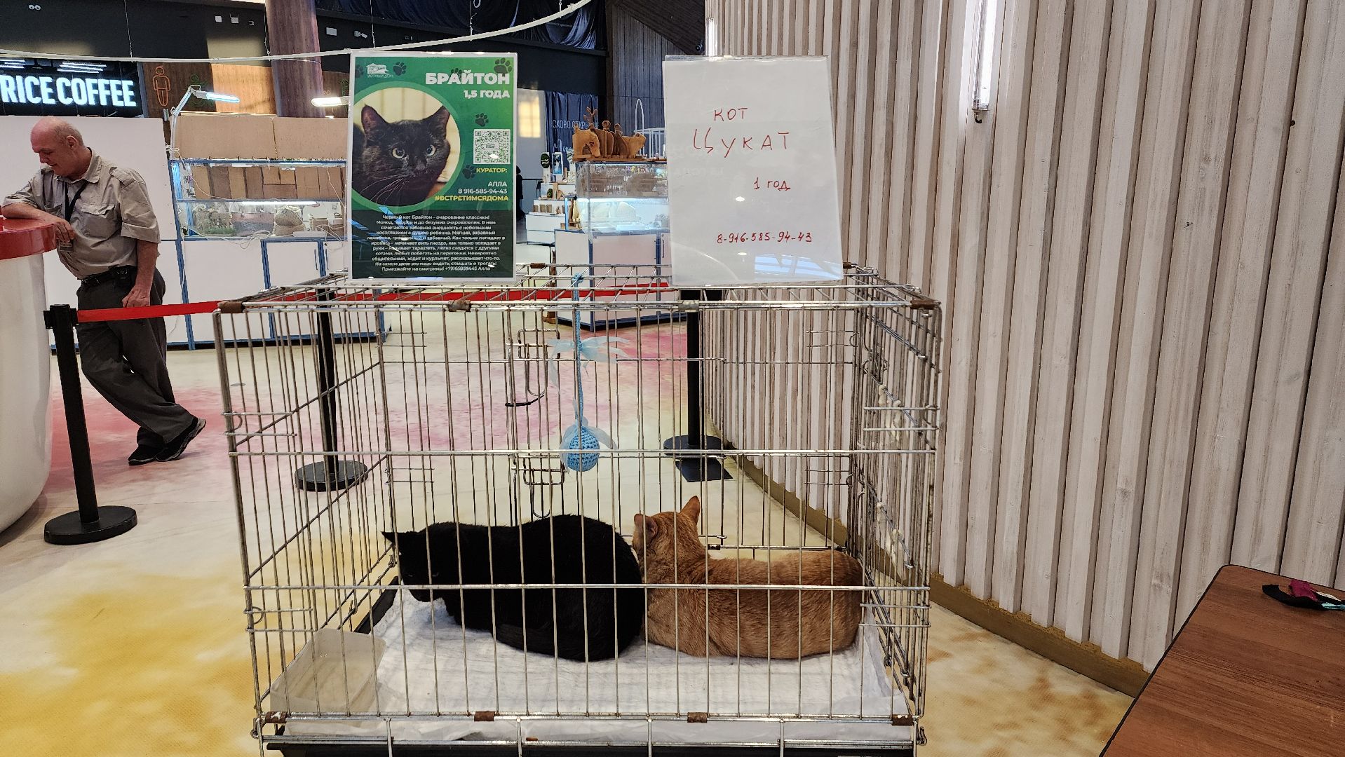 пушкино, благотворительная акция, пристройство, бездомные животные, волонтерство,