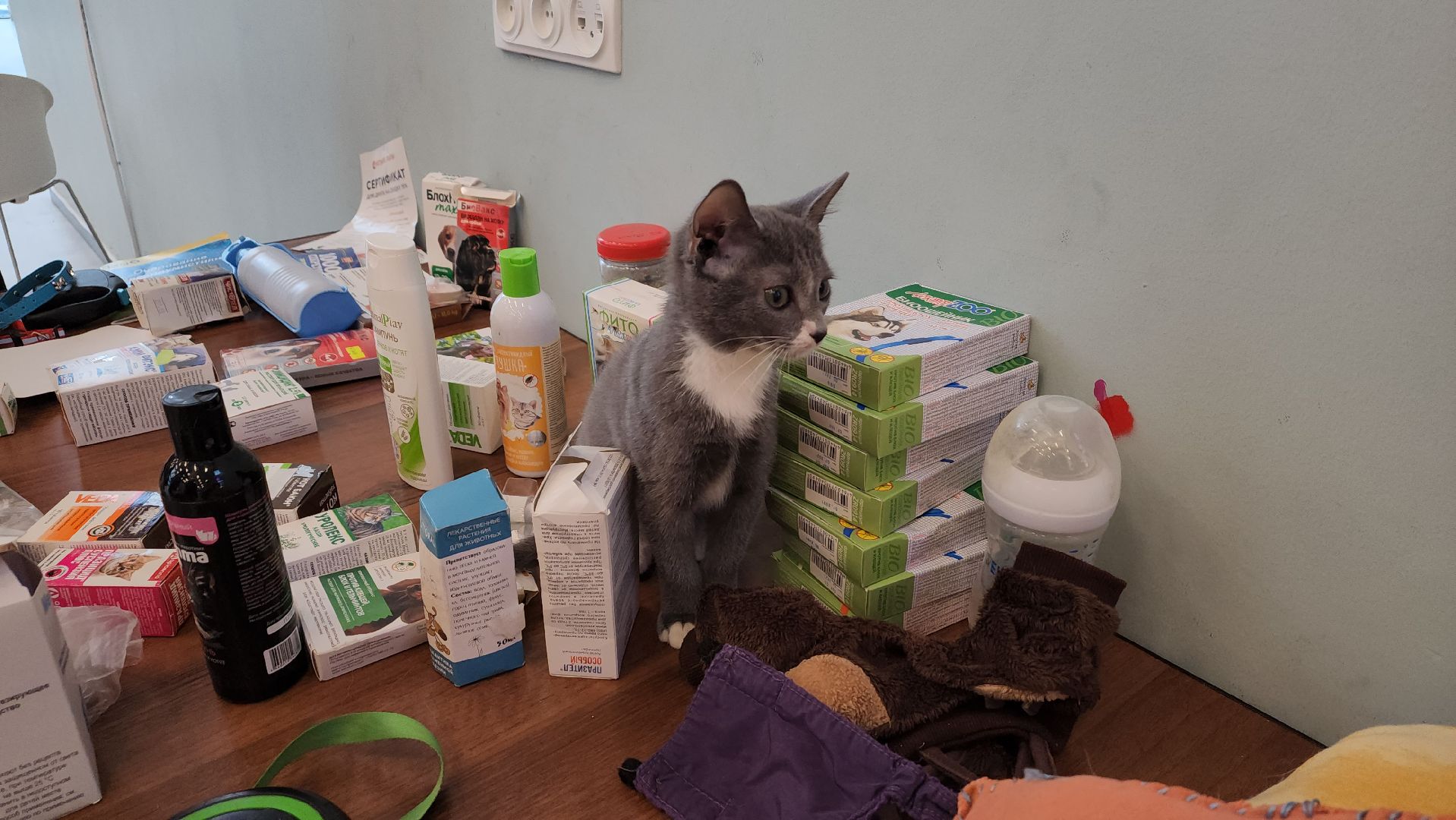 пушкино, благотворительная акция, пристройство, бездомные животные, волонтерство,