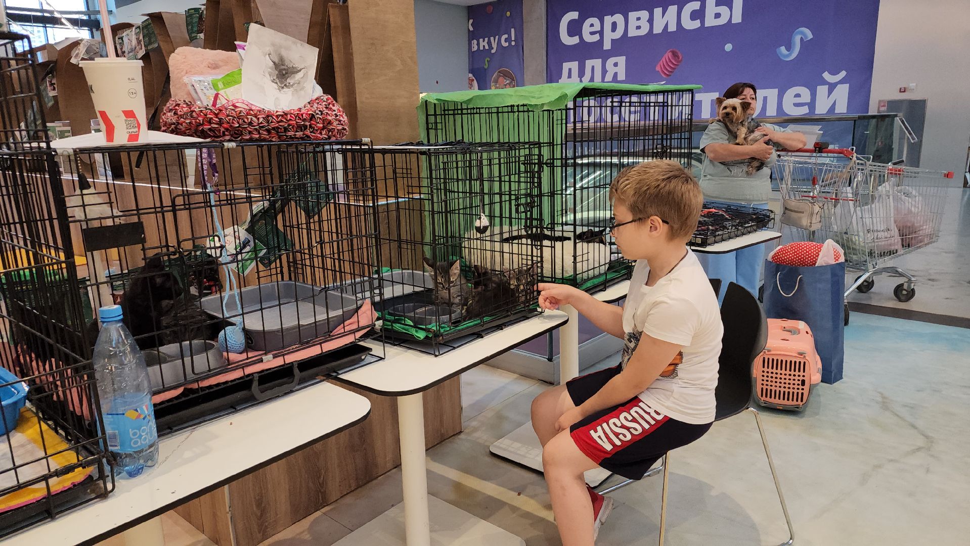 пушкино, благотворительная акция, пристройство, бездомные животные, волонтерство,