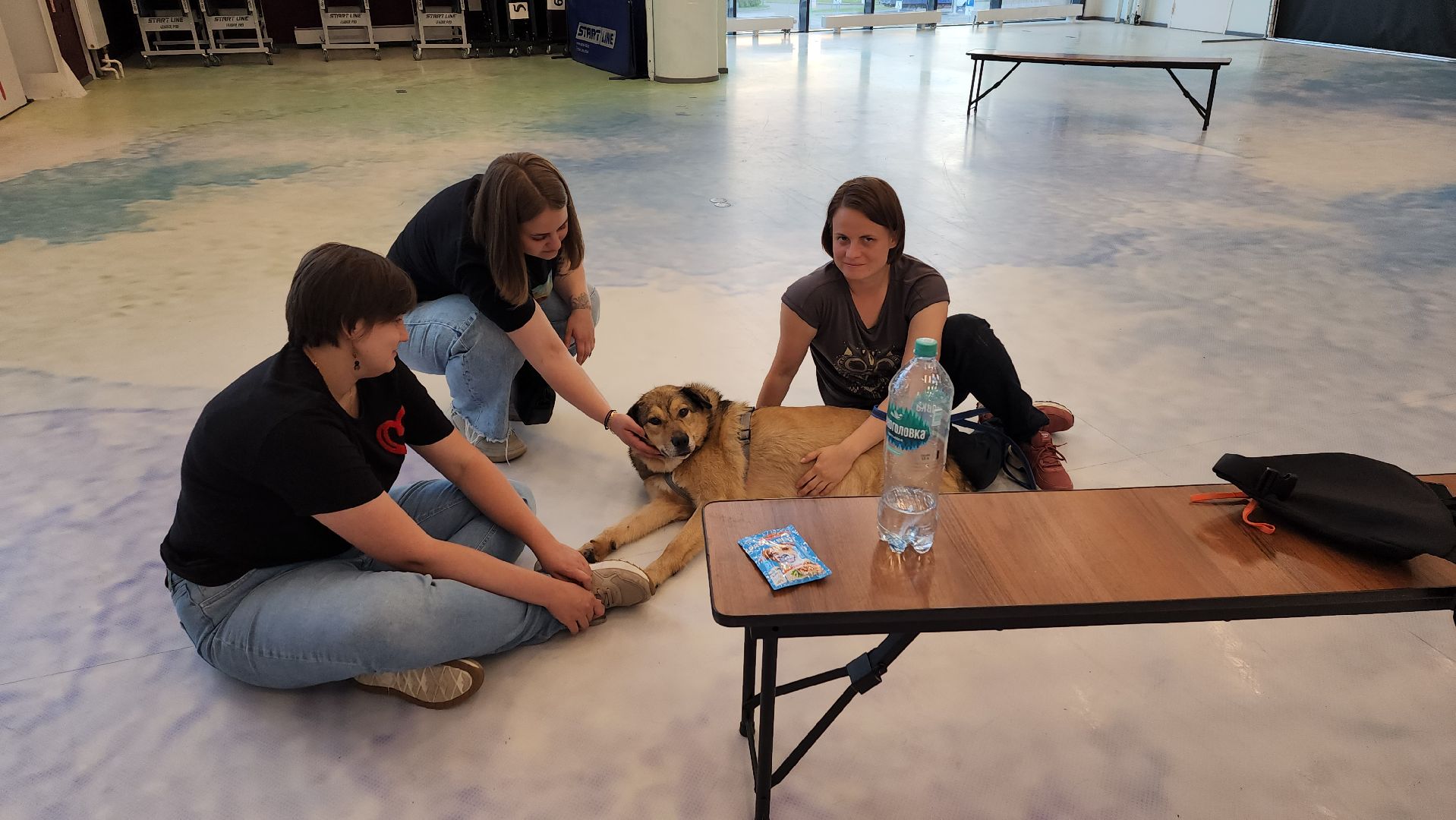 пушкино, благотворительная акция, пристройство, бездомные животные, волонтерство,