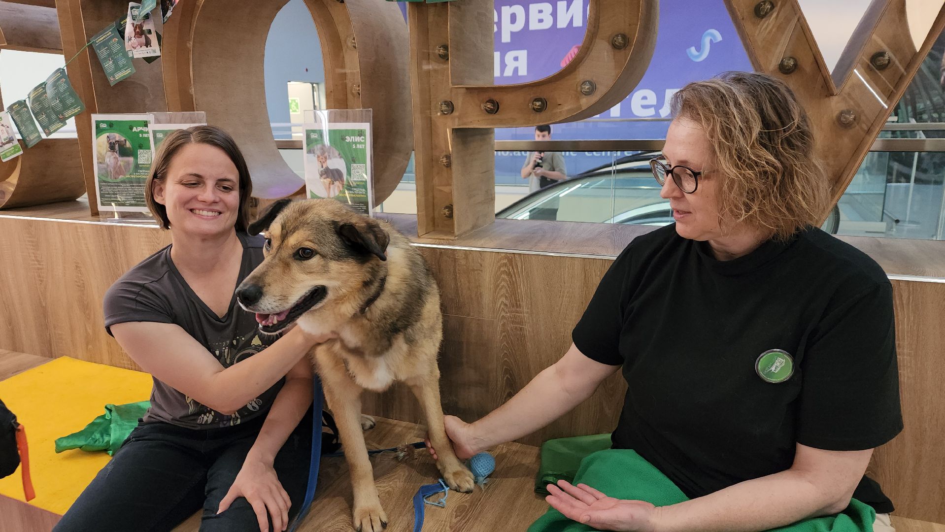 пушкино, благотворительная акция, пристройство, бездомные животные, волонтерство,