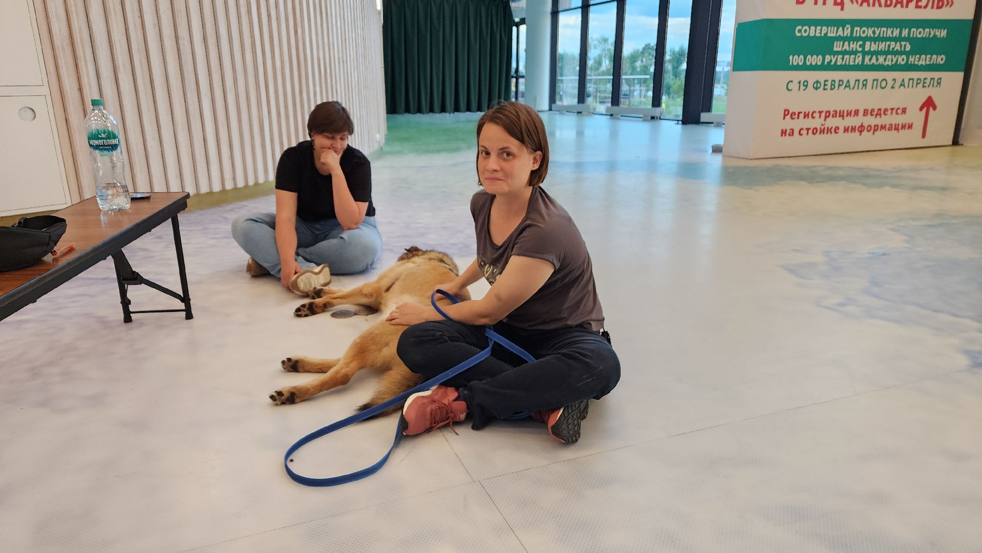 пушкино, благотворительная акция, пристройство, бездомные животные, волонтерство,