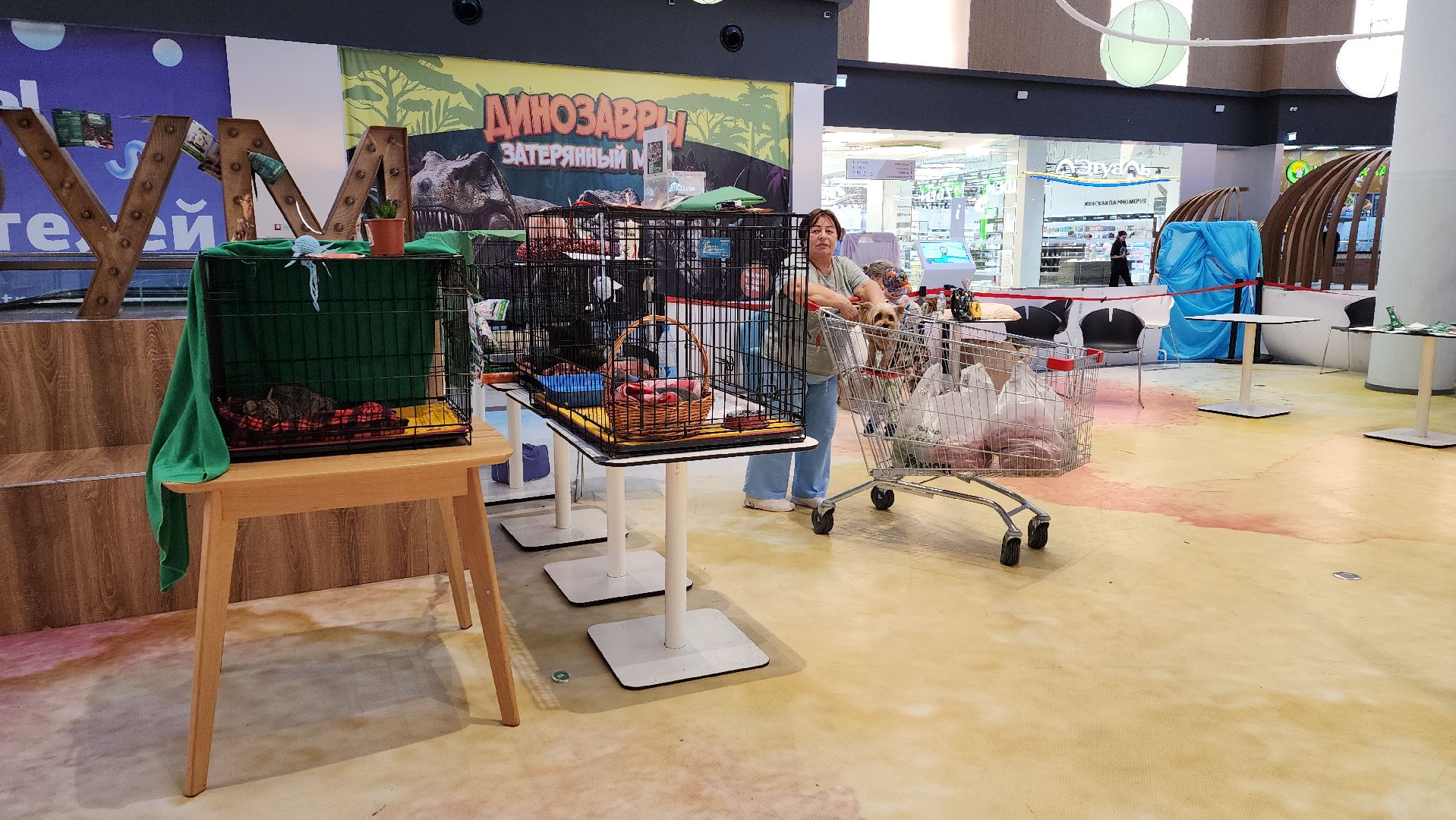 пушкино, благотворительная акция, пристройство, бездомные животные, волонтерство,