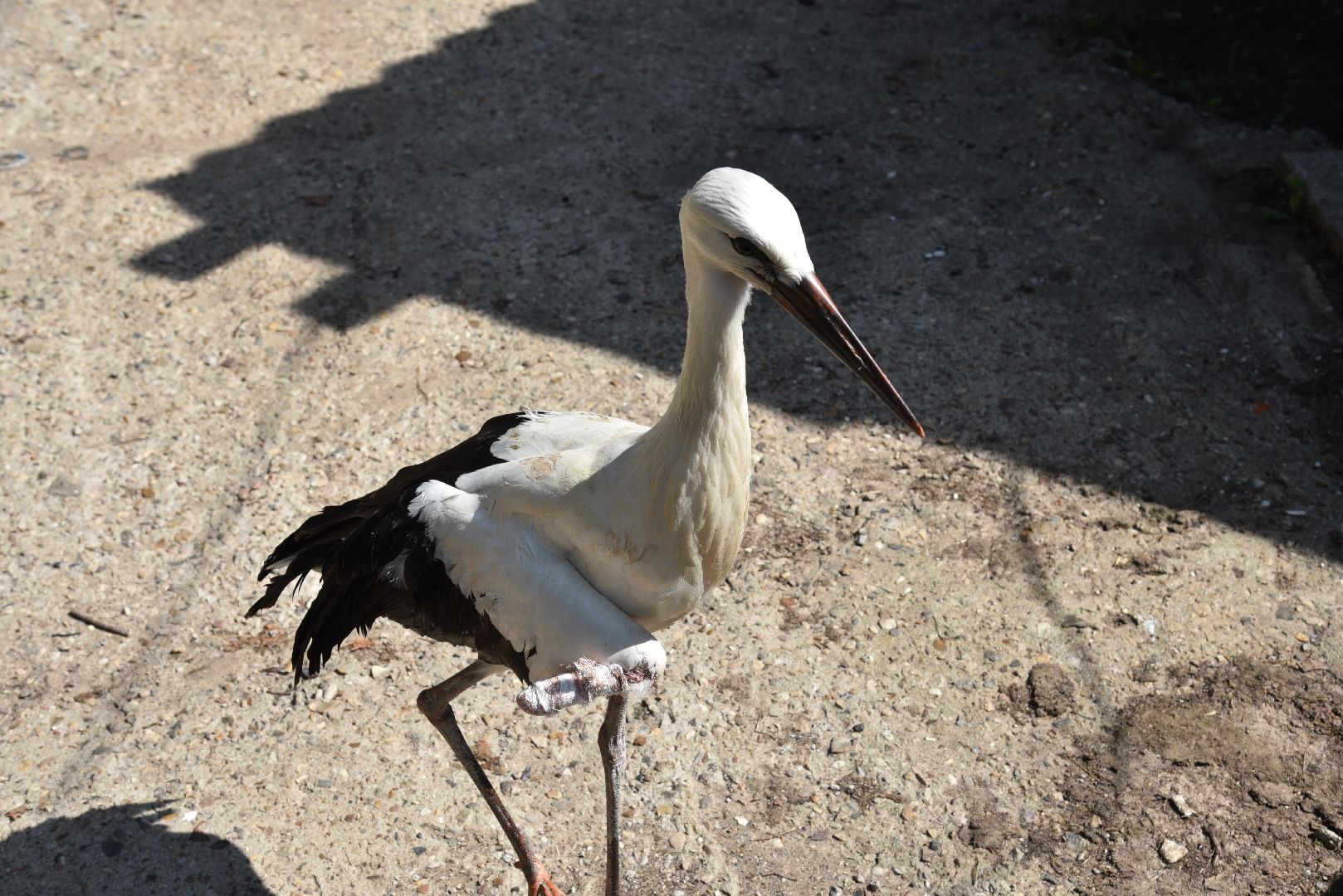 лотошино, лотошинский парк, аисты, парки подмосковья,