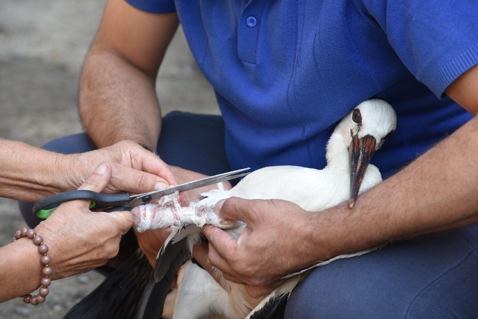 лотошино, лотошинский парк, аисты, парки подмосковья,